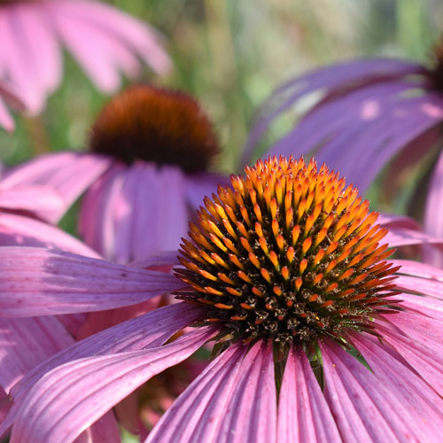 Échinacée Pourpre (Echinacea purpurea) - Apprentissage -