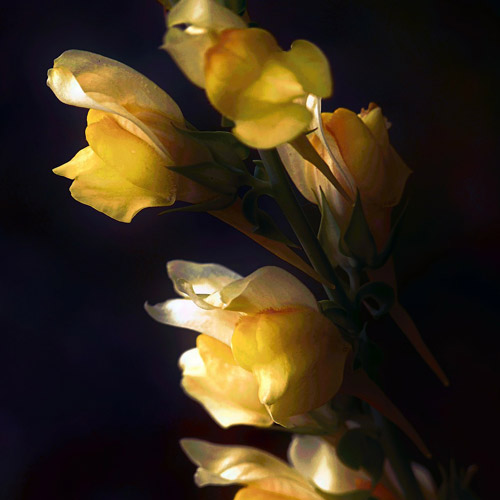 Muflier : Éclats de Couleurs et Facilité Cultivatrice au Jardin – Aménagement | Muflier : Éclats de Couleurs et Facilité Cultivatrice au Jardin - Aménagement -