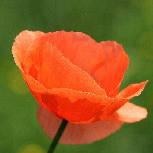 Cultiver le Pavot de Californie : Couleurs Éclatantes pour un Jardin Naturel - Aménagement -