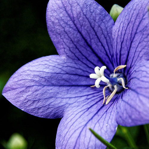 Platycodon: Étoiles Bleues dans le Jardin - Aménagement -