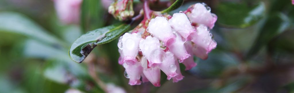🍎 Variétés de fruitiers à planter dès mai pour un climat nordique - Sol -