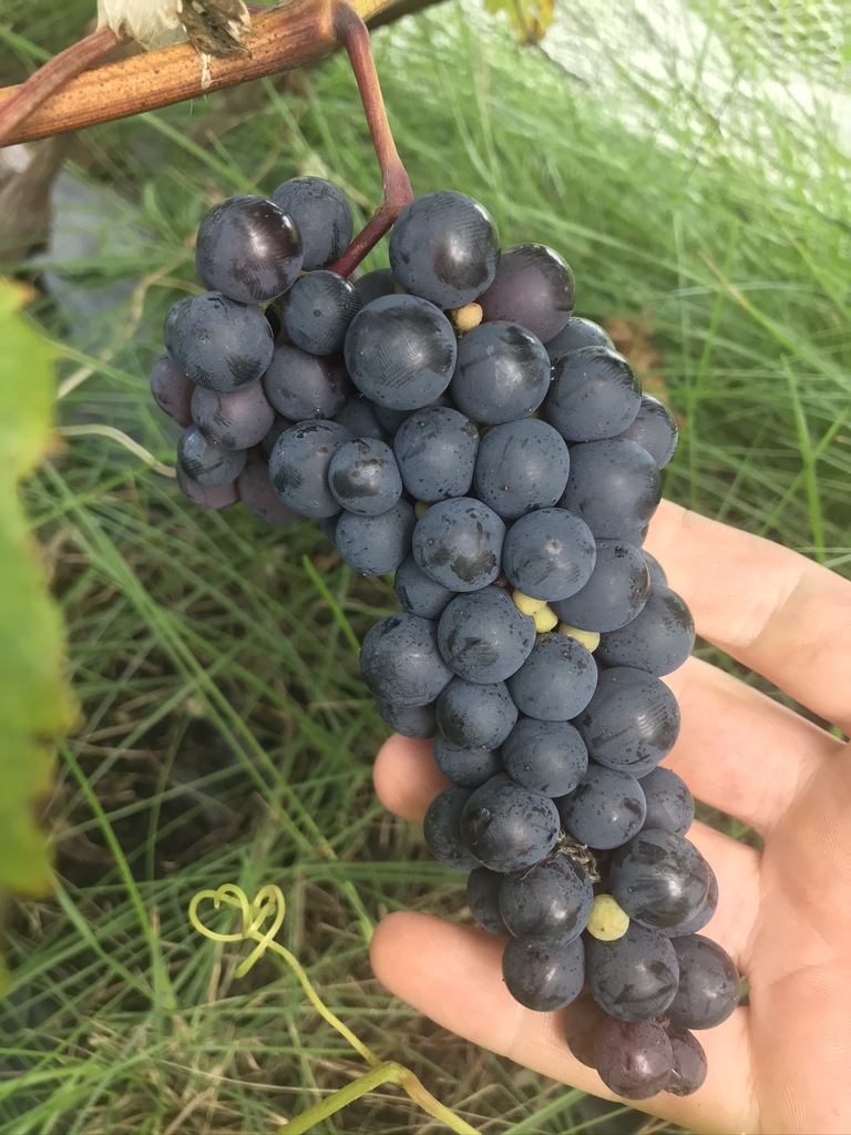 Vigne Sommerset – Aménagement | Vigne Sommerset - Aménagement -