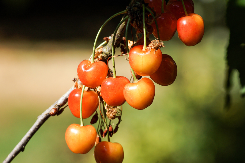 Cerisier Rainier – Apprentissage | Cerisier Rainier - Apprentissage -