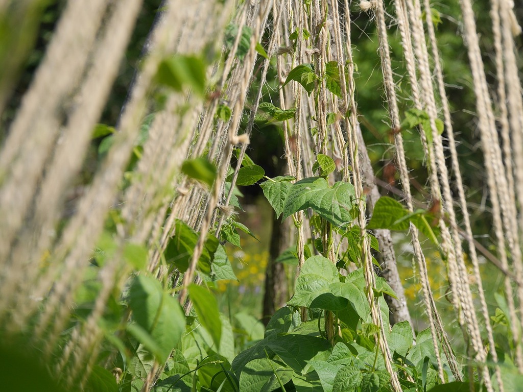 Cultiver avec succès les Haricots Grimpants : De la Semence à la Récolte – Jardin | Cultiver avec succès les Haricots Grimpants : De la Semence à la Récolte - Jardin -