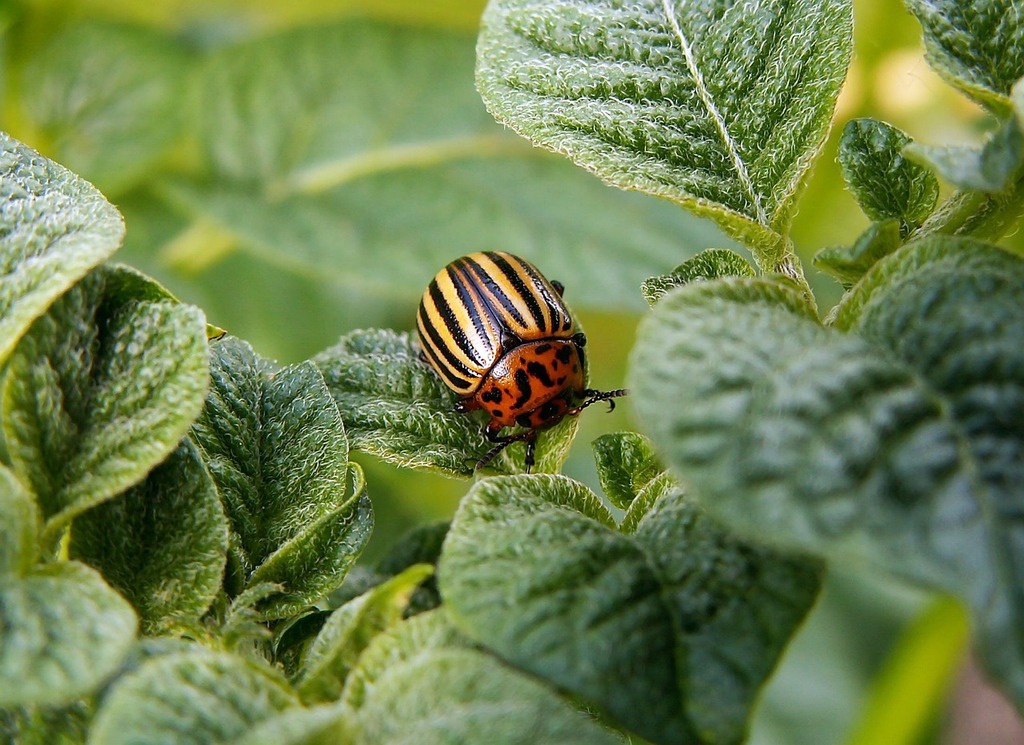 Contrôler l'Infestation des Doryphores : Stratégies et Reconnaissance – Jardin | Contrôler l'Infestation des Doryphores : Stratégies et Reconnaissance - Jardin -