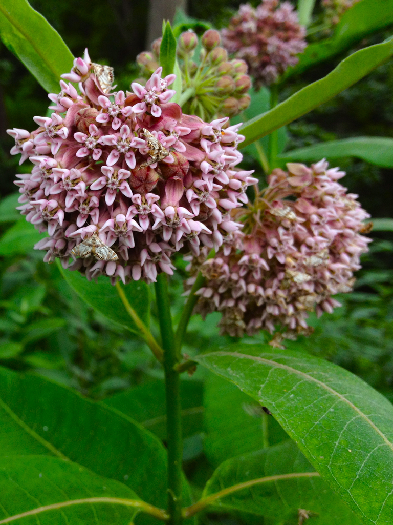 Asclépiade commune (Asclepias syriaca) – Apprentissage | Asclépiade commune (Asclepias syriaca) - Apprentissage -