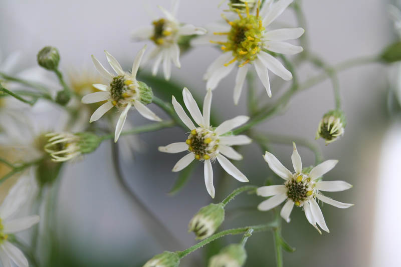Aster à ombelles (Doellingeria umbellata) - Aménagement -