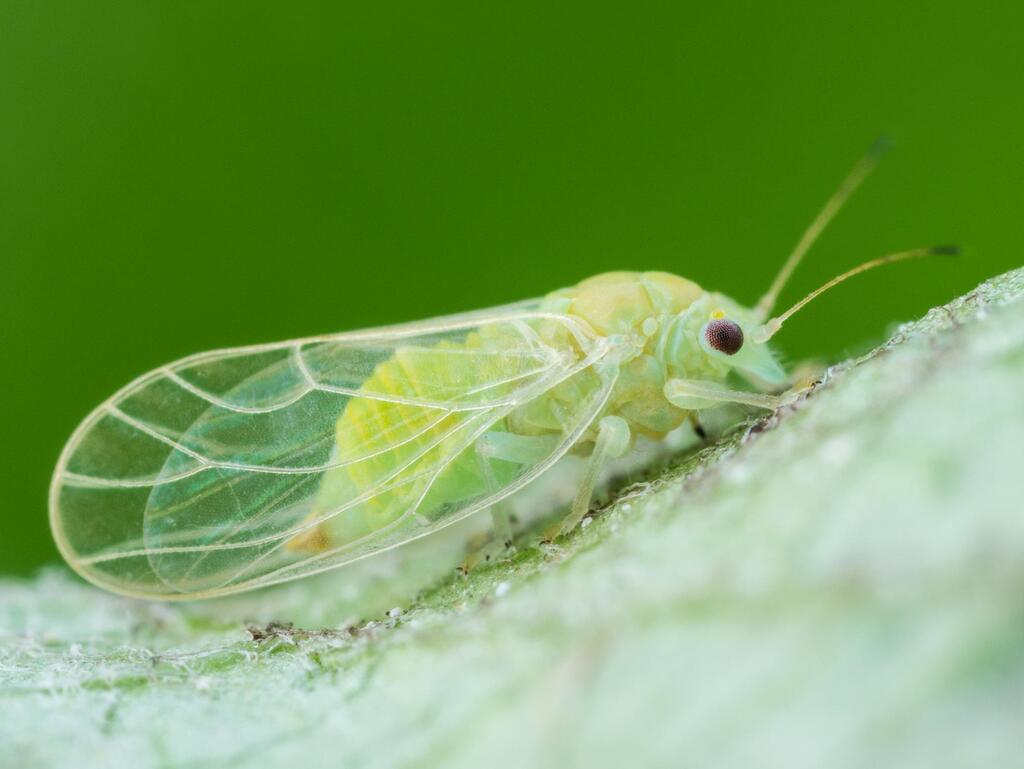 Comprendre et Protéger vos Arbres contre les Psylles, Insectes Ravageurs - Apprentissage -