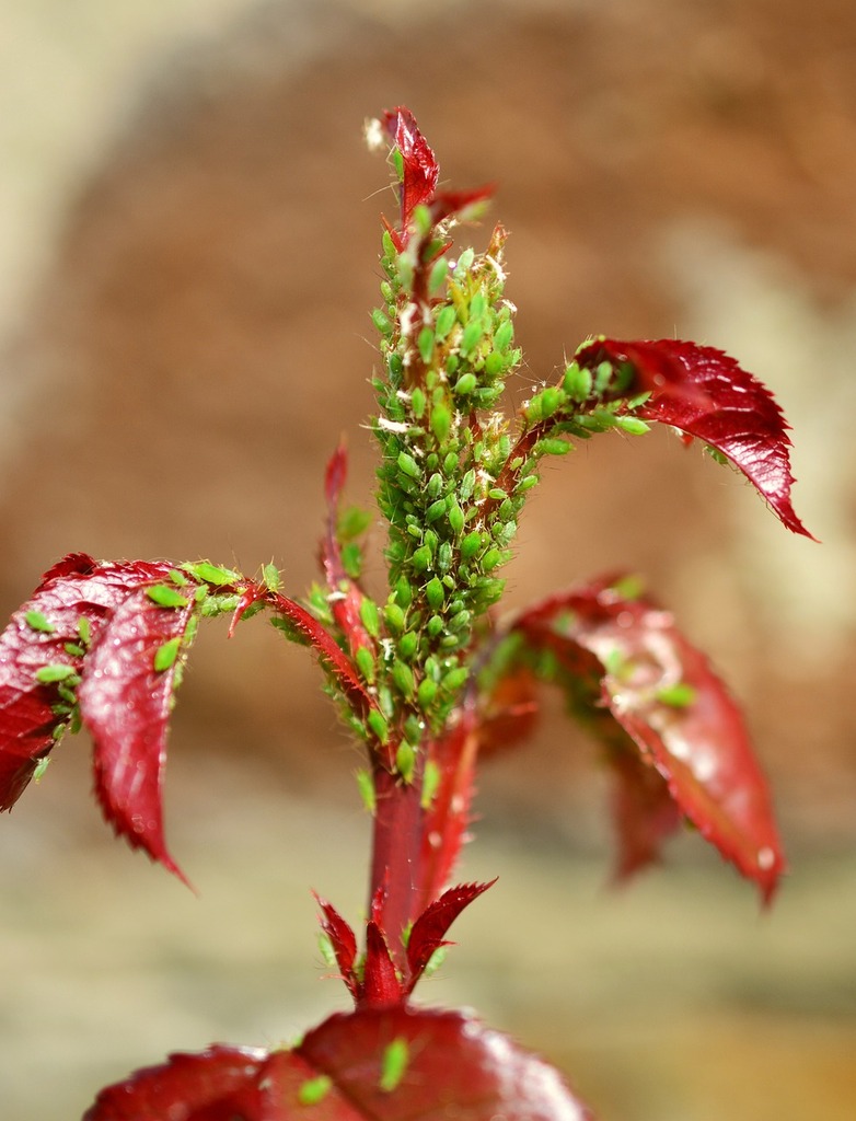 Combattez les Pucerons : Risques et Méthodes de Lutte Naturelle – Apprentissage | Combattez les Pucerons : Risques et Méthodes de Lutte Naturelle - Apprentissage -