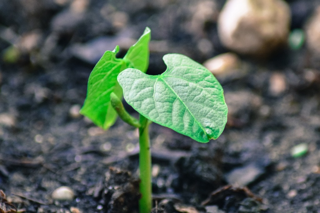 Élever des Pois : de la Culture aux Récoltes, Guide Complet pour un Potager Fructueux - Apprentissage -