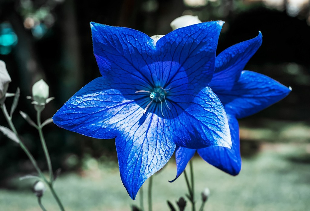 Éblouissantes Campanules : Des Fleurs Gracieuses pour Tout Jardin – Aménagement | Éblouissantes Campanules : Des Fleurs Gracieuses pour Tout Jardin - Aménagement -
