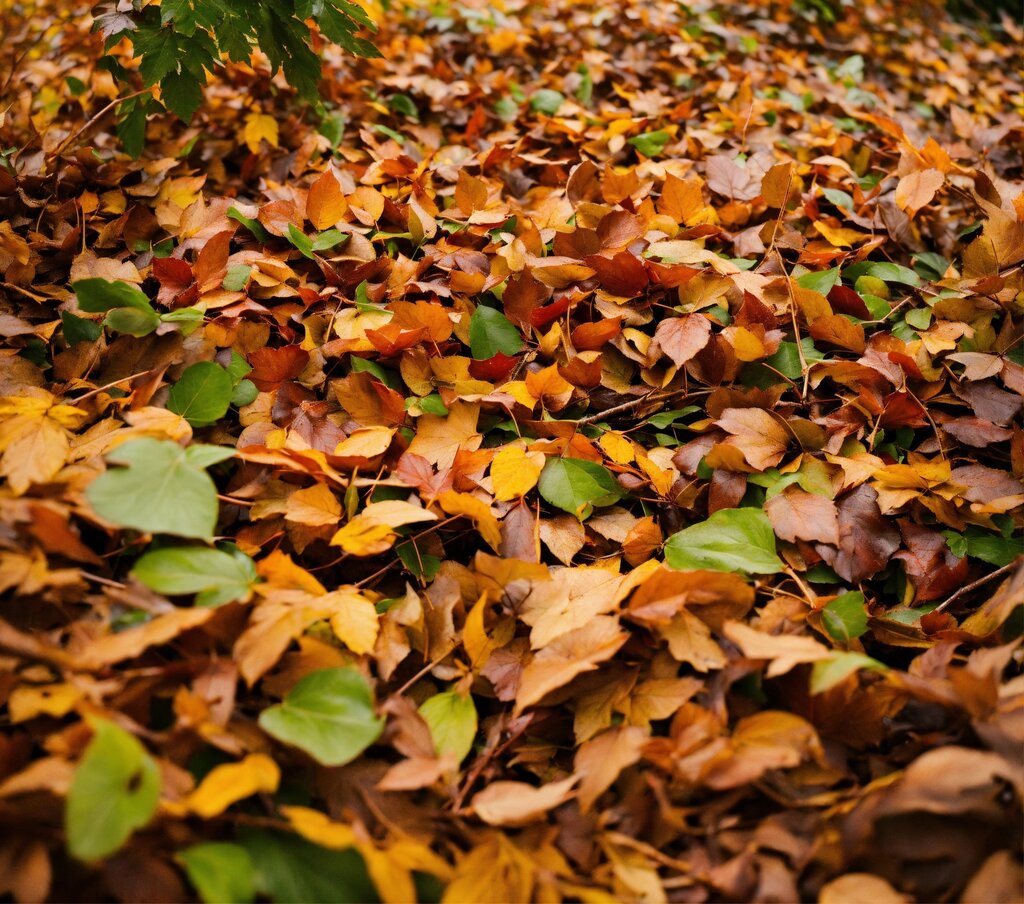 Transformez vos Feuilles Mortes en Or Noir pour un Jardin Écologique ! - Paillage -