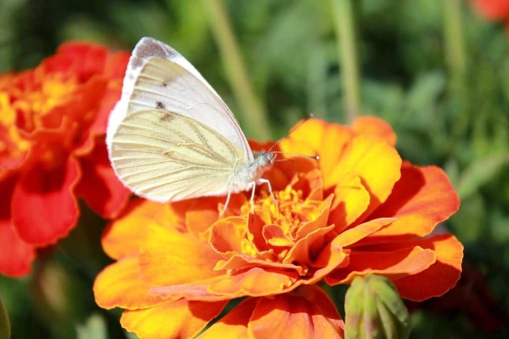Contrôler la Piéride du Chou : Méthodes de Protection et de Traitement - Jardin -