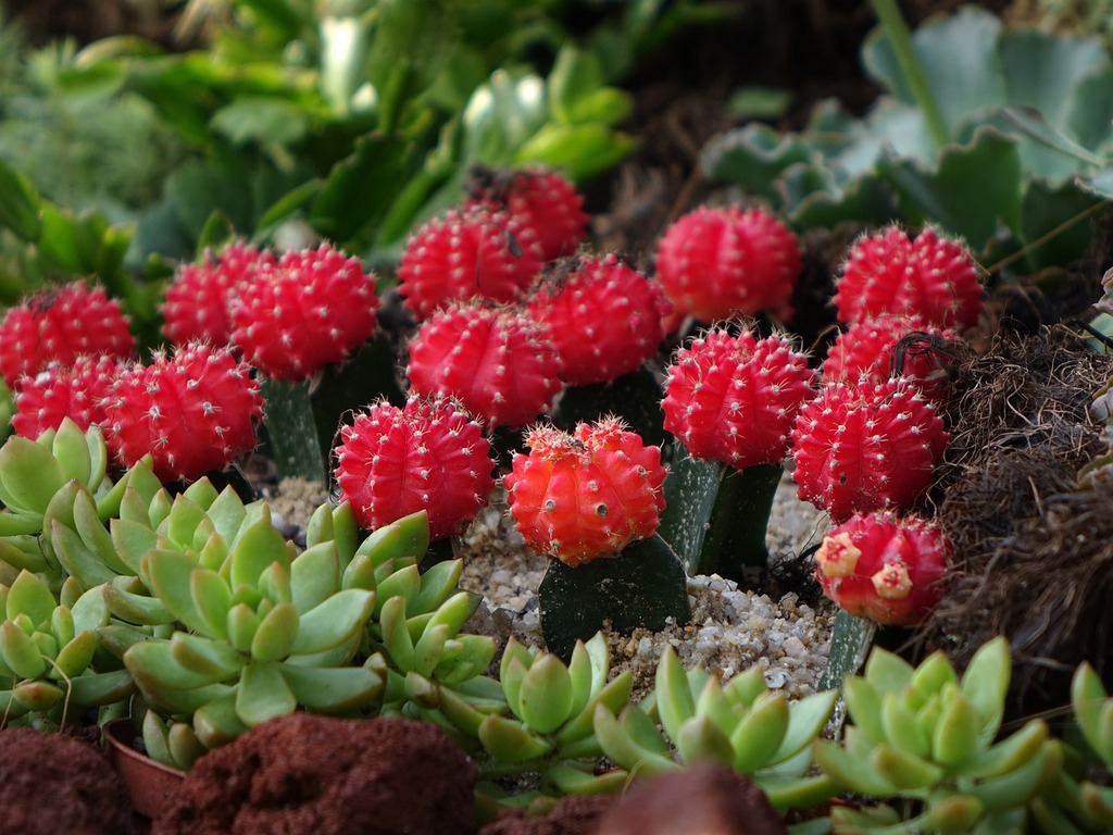 Cactus et Plantes Grasses : Cultiver à la Mi-Ombre - Aménagement -