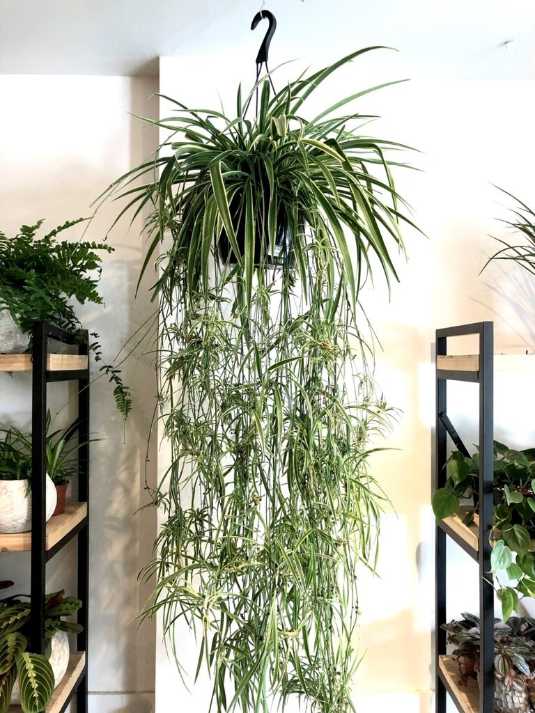 Expansion Végétative: Les Stolons des Plantes - Bouturage -