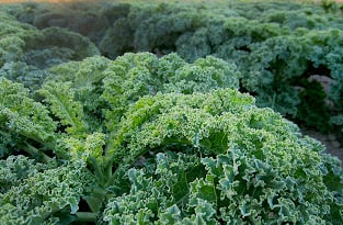 Chou Kale : Cultiver et Savourer ce Délicieux Chou Frisé - Jardin -