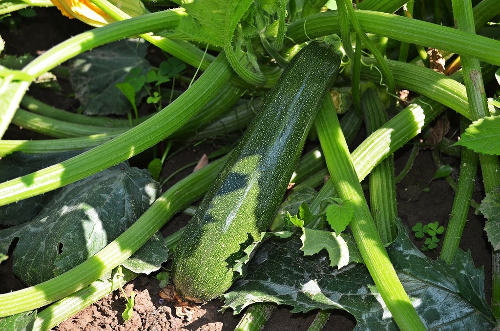 Août au Potager : Récoltes, Semis et Soins Essentiels - Apprentissage -