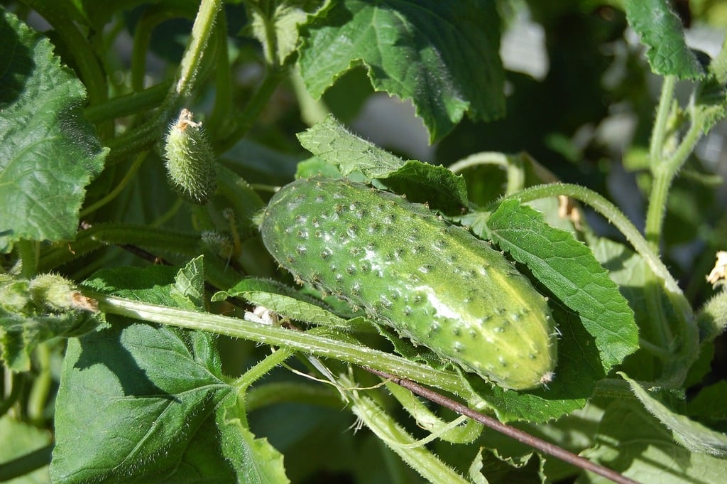 Conseils pour Planter des Concombres et Assurer leur Croissance - Jardin -
