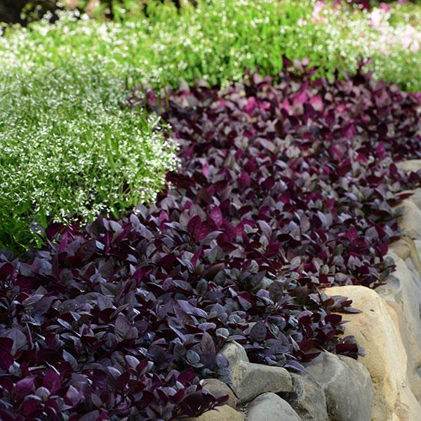 Alternanthera : Feuillage Éblouissant et Culture Polyvalente - Aménagement -