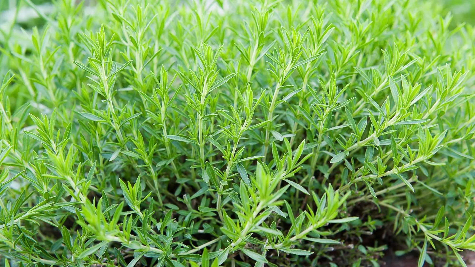 Cultiver et Apprécier l'Estragon : Une Touche Culinaire Indispensable - Le saviez-vous -