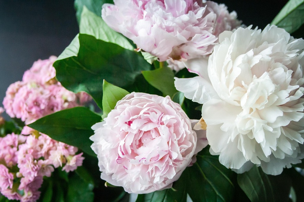 La Plantation Réussie des Pivoines : Astuces et Conseils - Aménagement -
