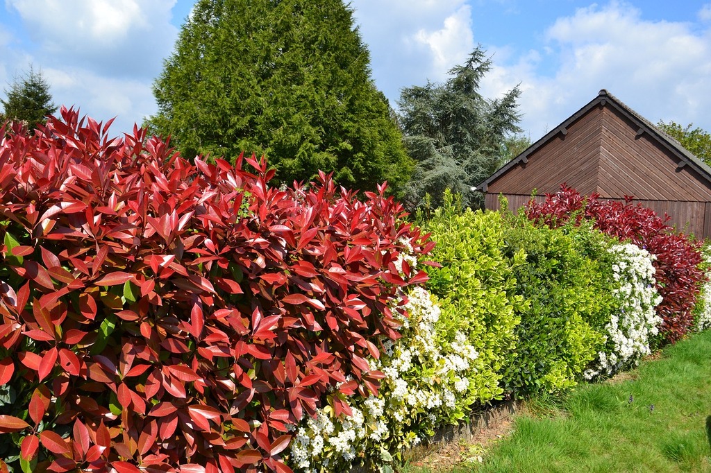 Créez une Allée Gourmande: Guide pour Planter une Haie Fruitée Harmonieuse - Haie -