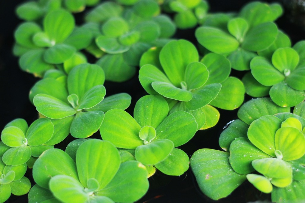 Laitue d'Eau : La Plante Flottante aux Vertus Protectrices pour votre Bassin – Bassin | Laitue d'Eau : La Plante Flottante aux Vertus Protectrices pour votre Bassin - Bassin -