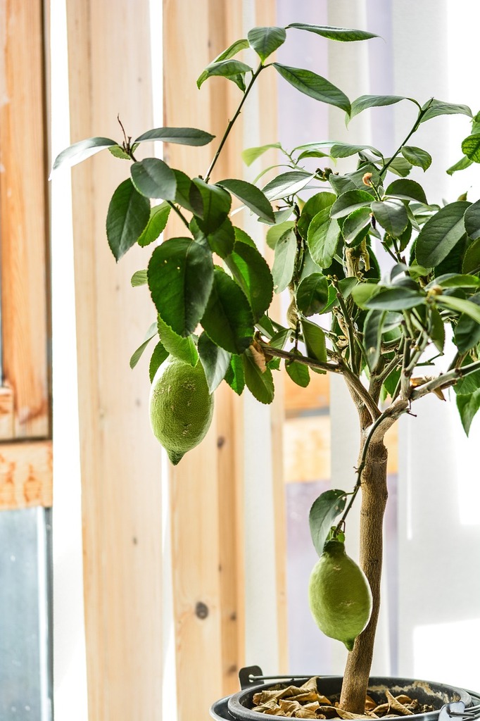 État de Santé du Citronnier : Identifier et Traiter les Maladies - Apprentissage -