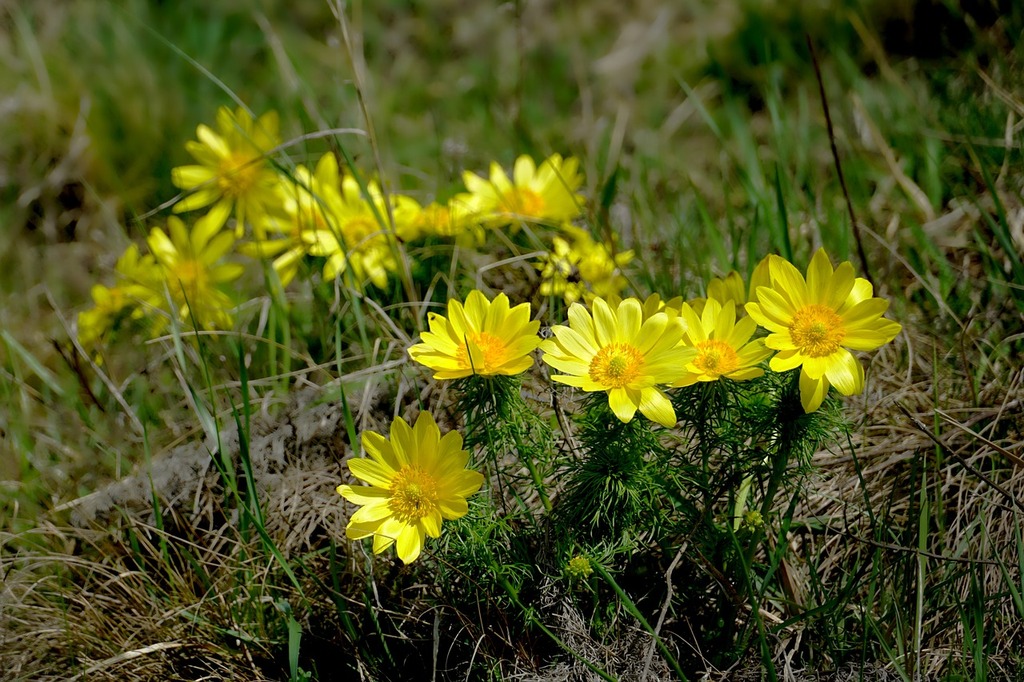 Adonis d'Été : Éclatante Goutte Rouge dans les Massifs - Aménagement -