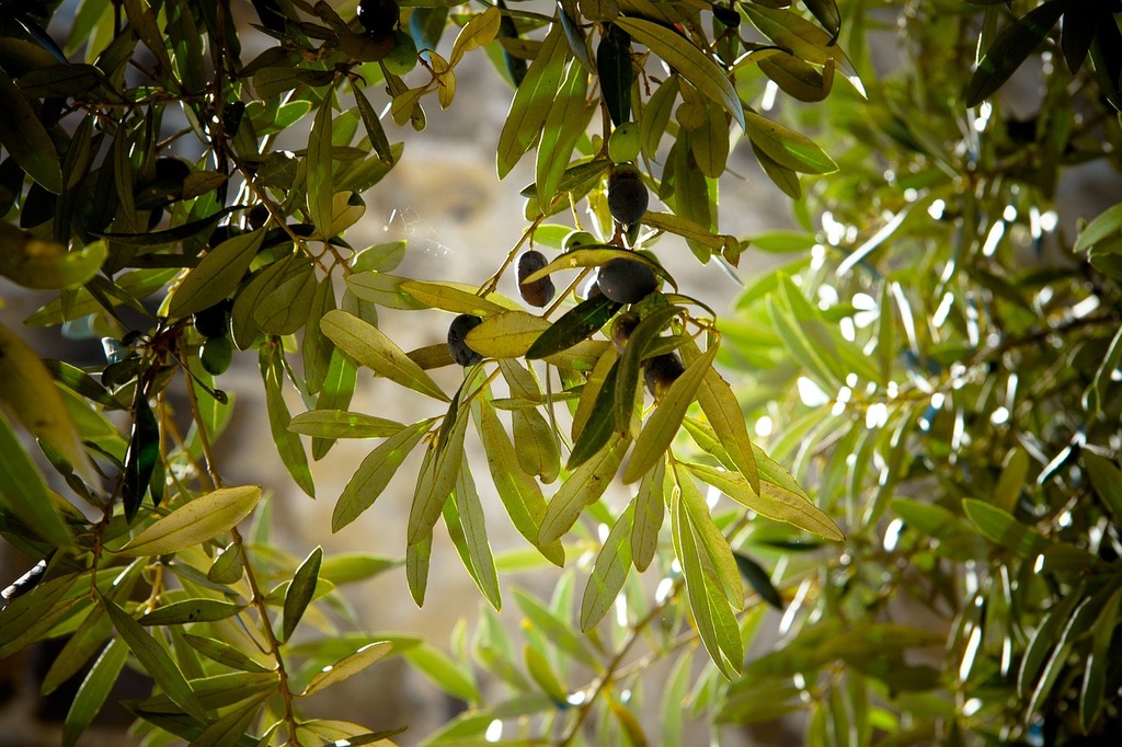 Arbustes Parfumés : Un Automne de Sensations – Aménagement | Arbustes Parfumés : Un Automne de Sensations - Aménagement -