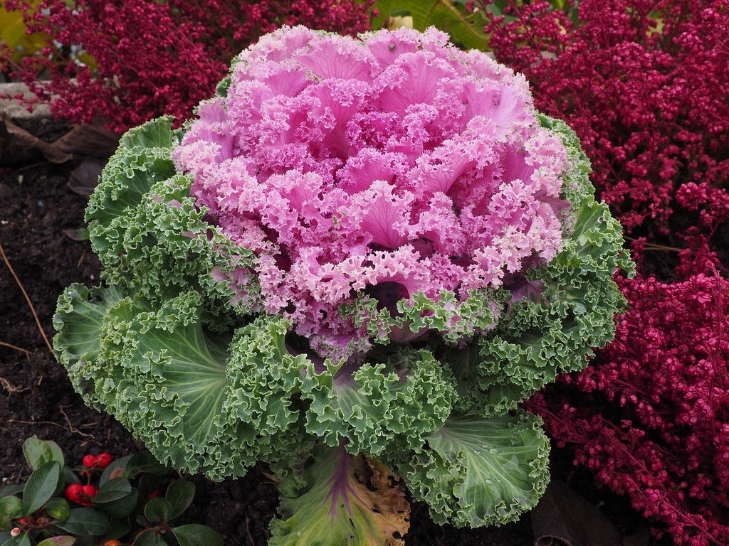 Choux Ornementaux : La Splendeur Hivernale dans Votre Jardin - Aménagement -