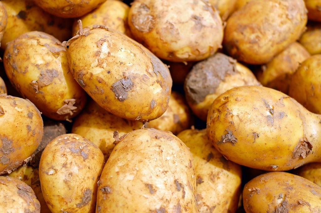 Diversité de Variétés de Pommes de Terre : Un Monde de Saveurs - Apprentissage -