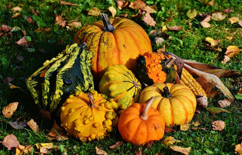 Art de Cultiver et Diversité des Courges - Ferme -