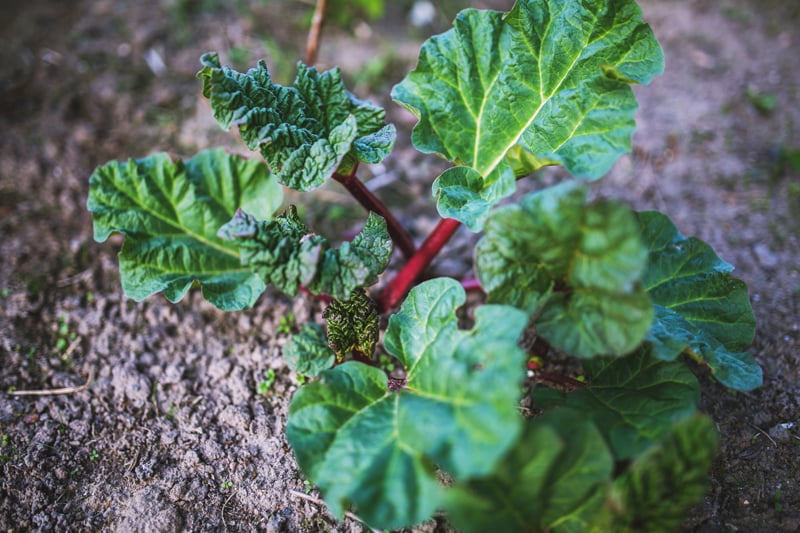 Utilisation Ingénieuse des Feuilles de Rhubarbe : Un Puissant Répulsif pour les Insectes - Apprentissage -