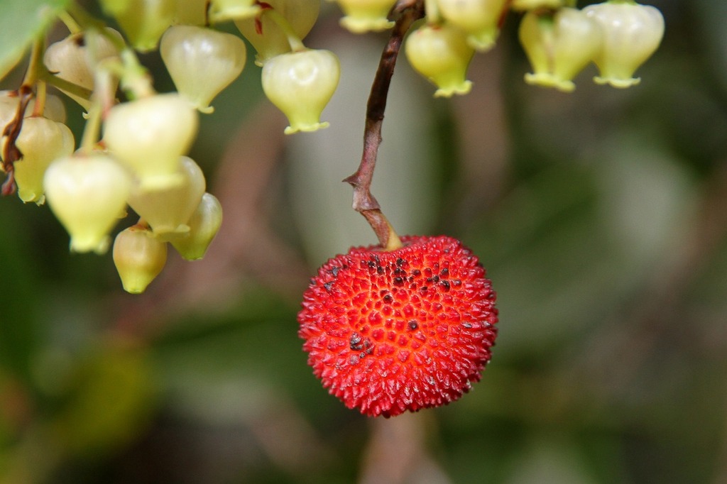 Arbousier : Un Petit Arbre Fruitier Ornamental - Apprentissage -