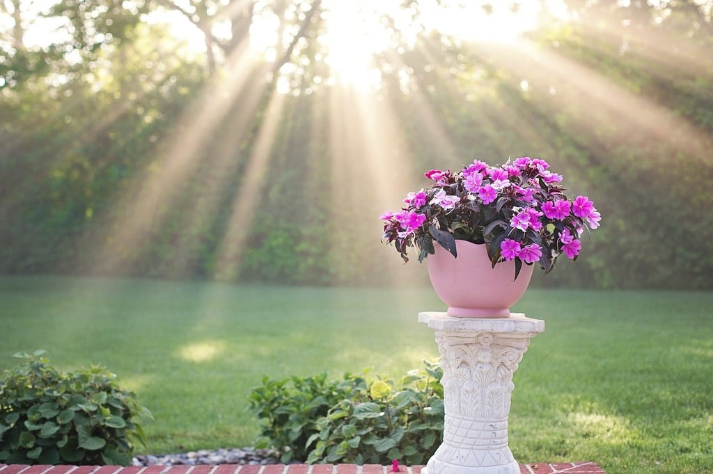 Maîtriser la Culture en Pot : Guide Pratique pour un Jardin Urbain Florissant - Aménagement -