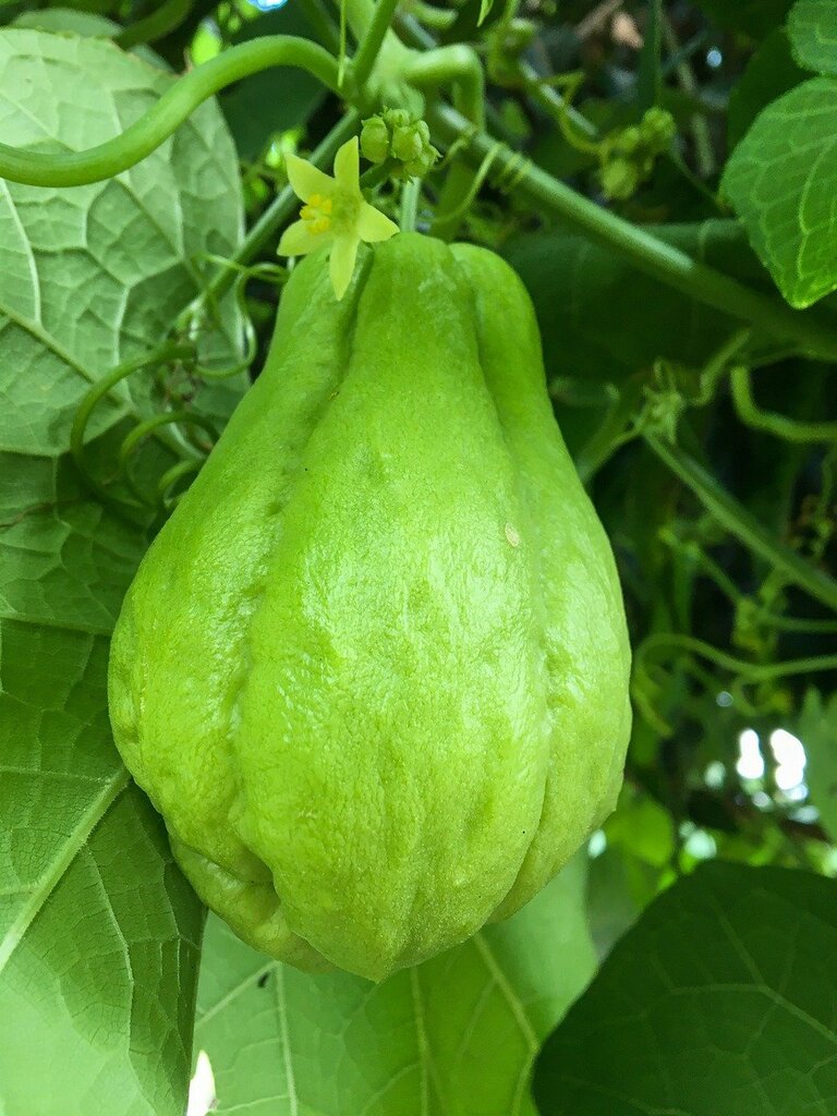 Chayote : Une Vivace Étonnante à Cultiver Facilement – Jardin | Chayote : Une Vivace Étonnante à Cultiver Facilement - Jardin -