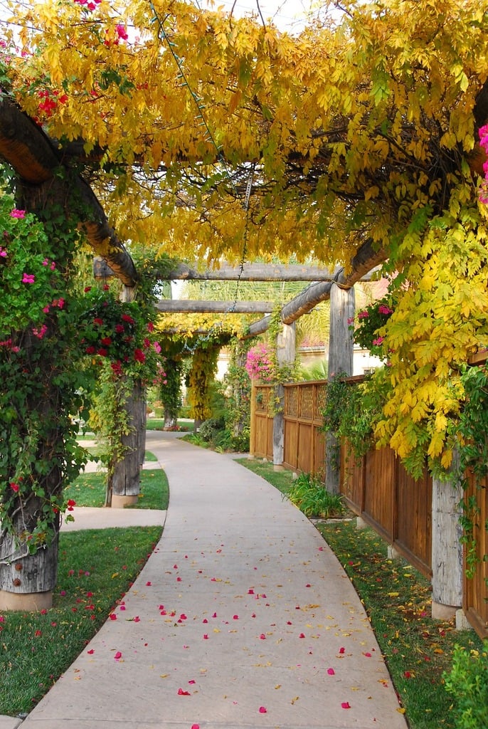 Sublimer votre Pergola : Choix et Végétalisation Idéale - Apprentissage -
