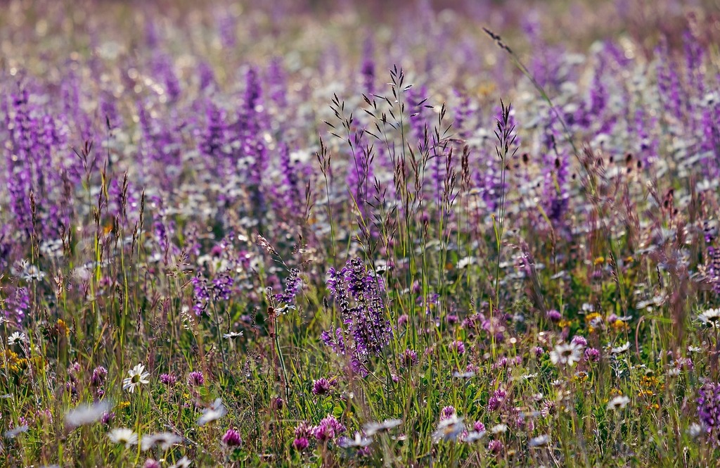 Éliminer les mauvaises herbes sans produits chimiques : des conseils pour un jardinage respectueux de l'environnement - Apprentissage -