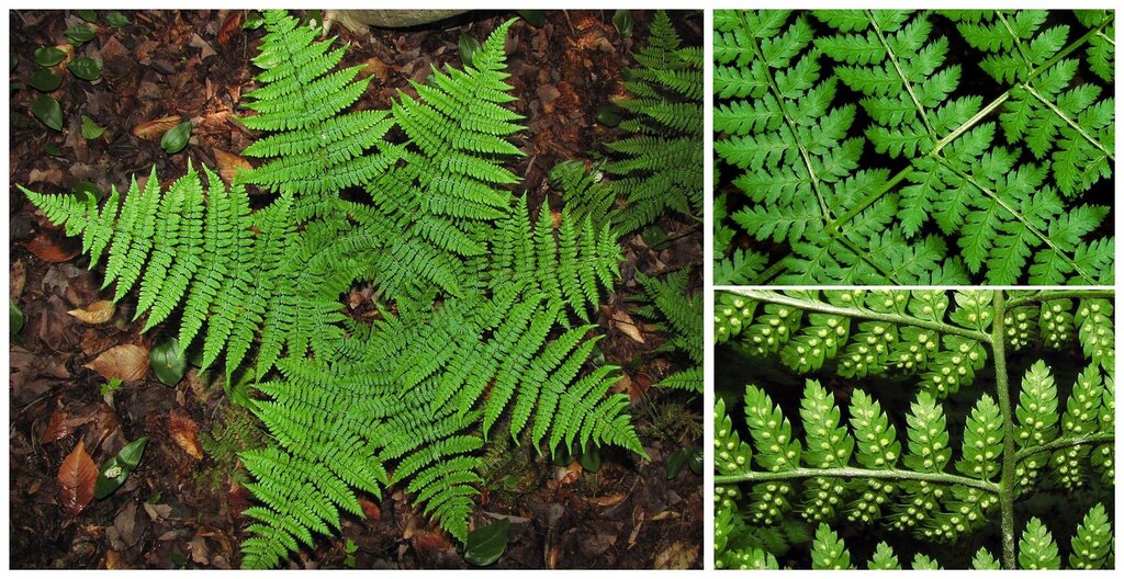 Dryoptère spinuleuse (Dryopteris spinulosa) - Shiel Wood Fern - Aménagement -