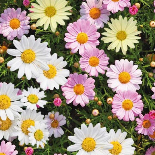 Marguerites Vivaces : Une Cascade de Couleurs et de Charme – Le saviez-vous | Marguerites Vivaces : Une Cascade de Couleurs et de Charme - Le saviez-vous -