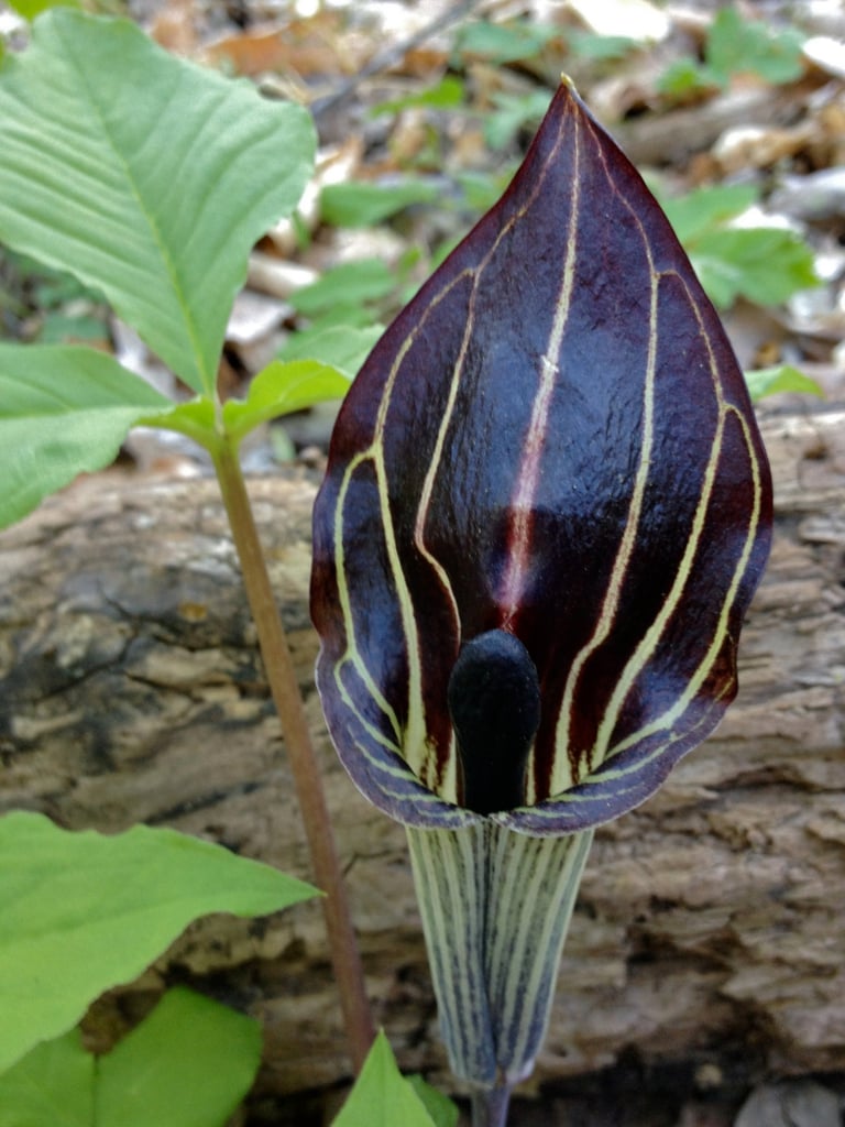 Petit prêcheur (Arisaema triphyllum) – Apprentissage | Petit prêcheur (Arisaema triphyllum) - Apprentissage -