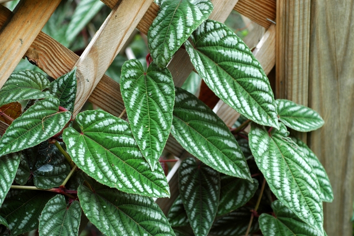 Begonia Grandis : L'Élégance et la Rusticité d'une Variété Méconnue – Apprentissage | Begonia Grandis : L'Élégance et la Rusticité d'une Variété Méconnue - Apprentissage -