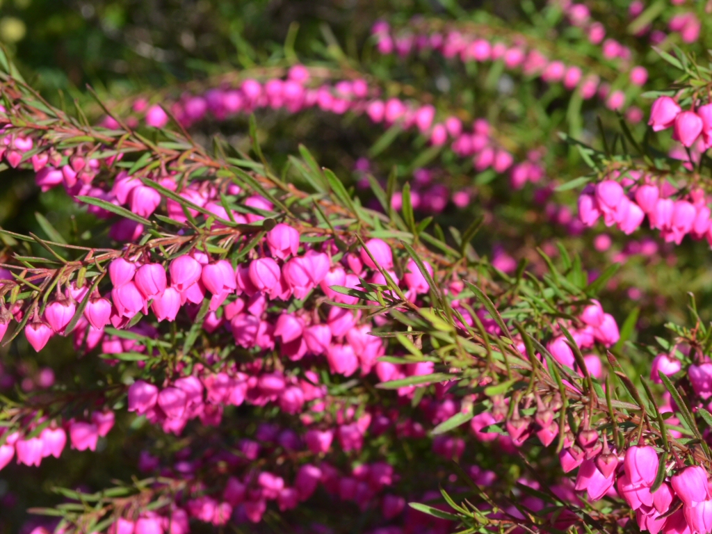 Boronia heterophylla : Arbuste Méditerranéen aux Clochettes Fuchsia – Apprentissage | Boronia heterophylla : Arbuste Méditerranéen aux Clochettes Fuchsia - Apprentissage -