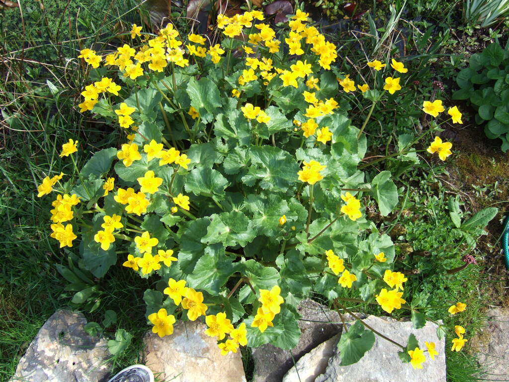 Populage des marais (Caltha palustris) - Apprentissage -