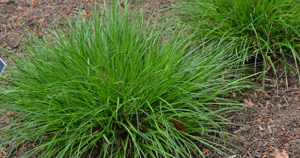 Carex vulpinoïde (Carex vulpinoidea) - Aménagement -