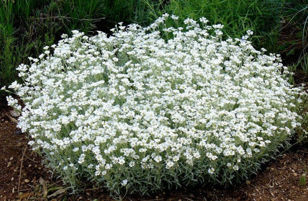Cerastium tomentosum : L'Éclat Argenté du Jardin - Apprentissage -