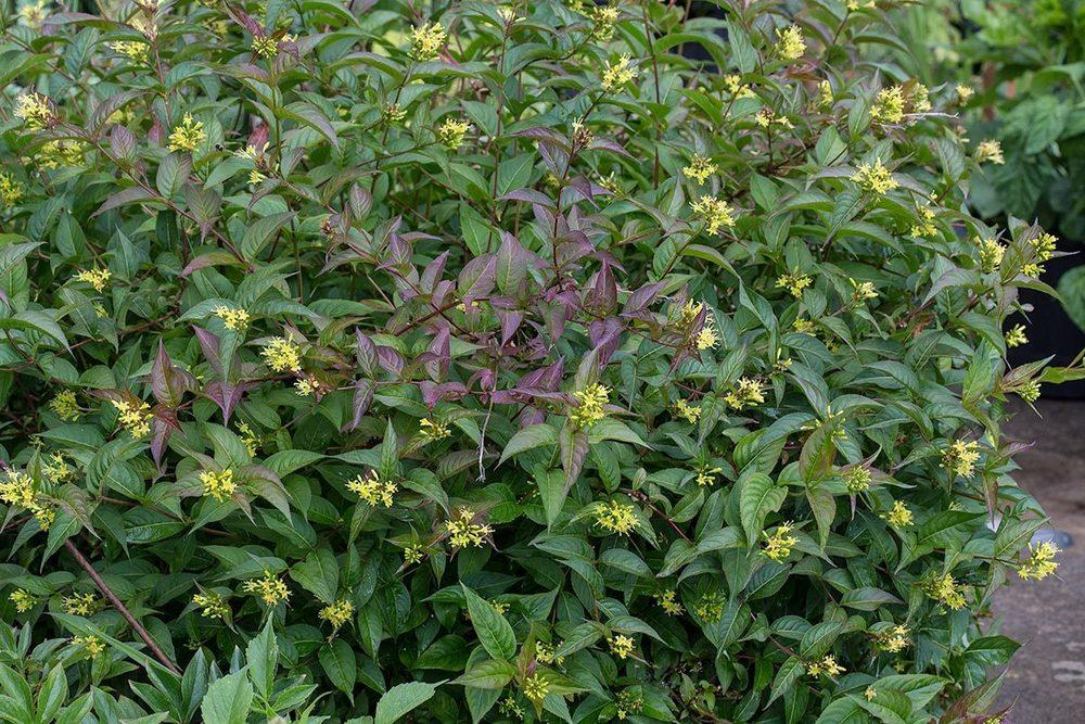 Dièreville Chèvrefeuille (Diervilla lonicera) - Northern Bush - Honeysuckle - Aménagement -