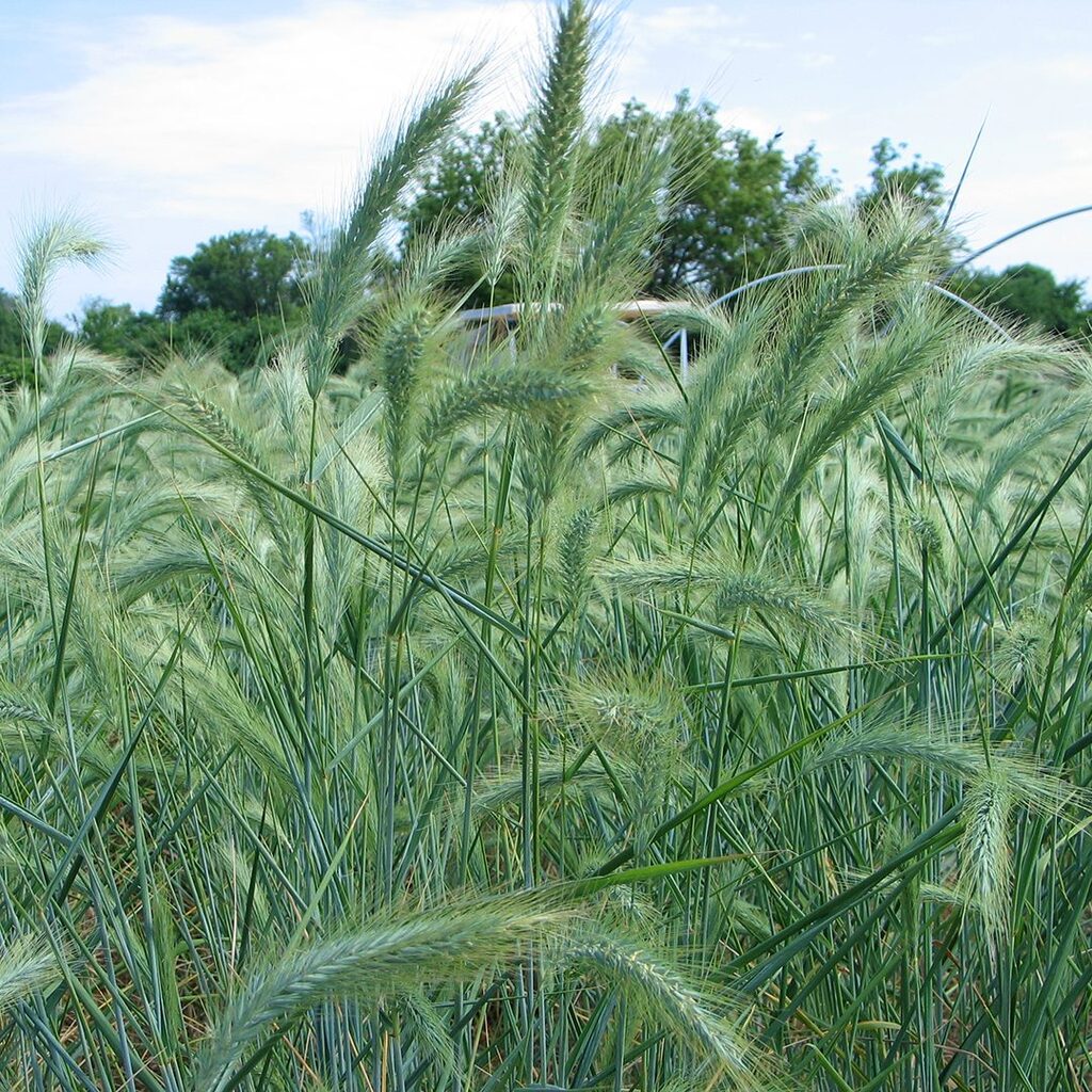 Élyme du Canada (Elymus canadensis) - Apprentissage -