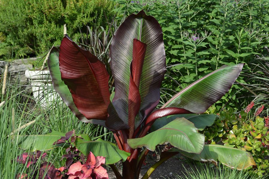 Bananier Pourpre d'Abyssinie : Élégance Tropicale dans votre Jardin - Apprentissage -